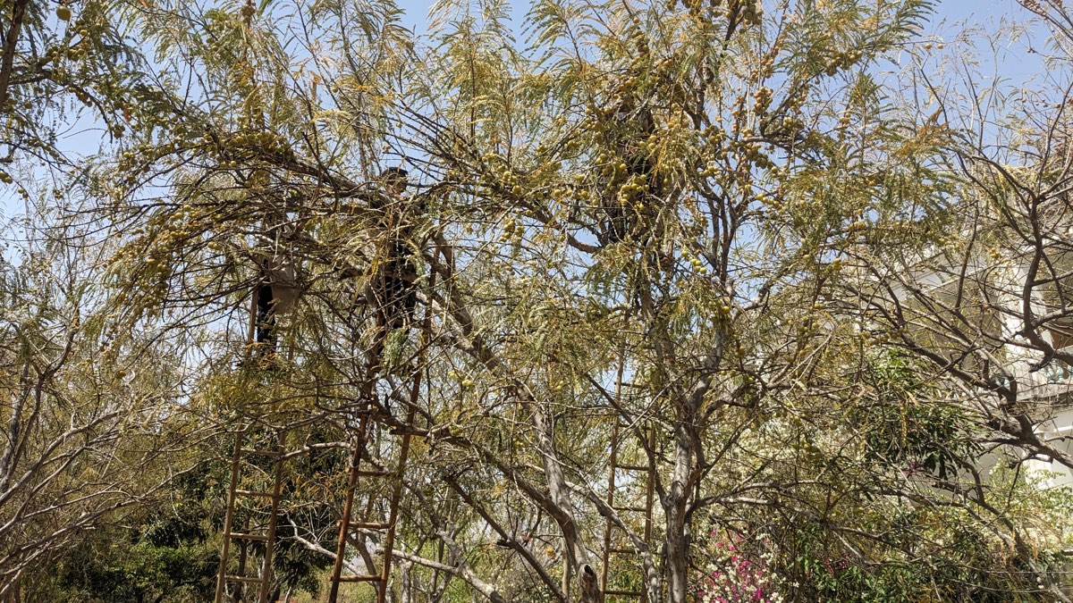 Amla tree bearing fruit in late March