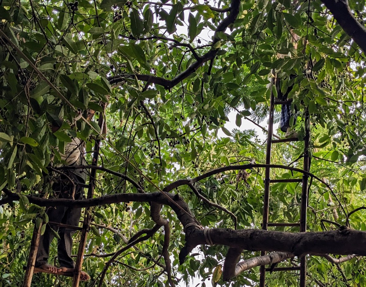 Jamun harvest requiring tall ladders