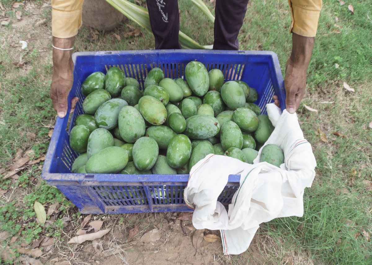 Mangoes from the farm