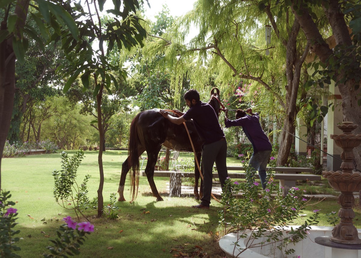 A guest with a horse on the farm